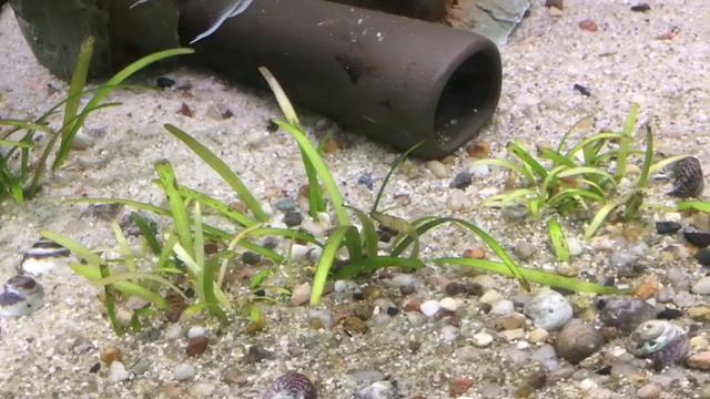 Neolamprologus marunguensis ignoring fry from A. compressiceps смотреть онлайн
