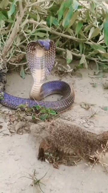 COBRA VS MANGUSTO #animaisselvagens #vidaselvagem #animaisselvagens #animal #repteis #animallife смотреть онлайн