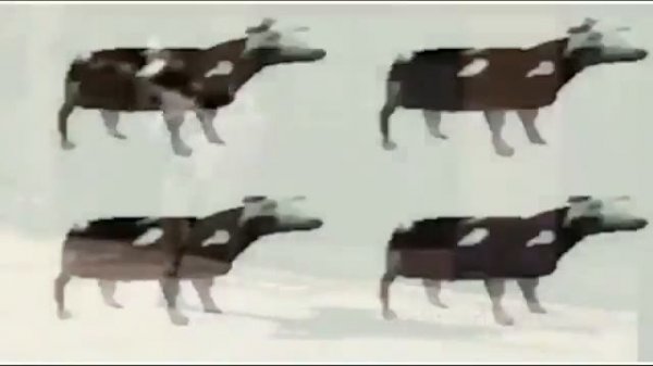Корова танцует под польскую музыку