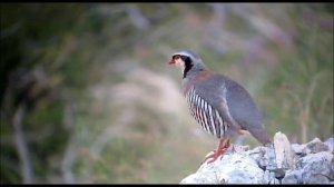 Инкубация и хранение яиц кеклика,🦆🦃🦤🐣🐥Разведение горной куропатки