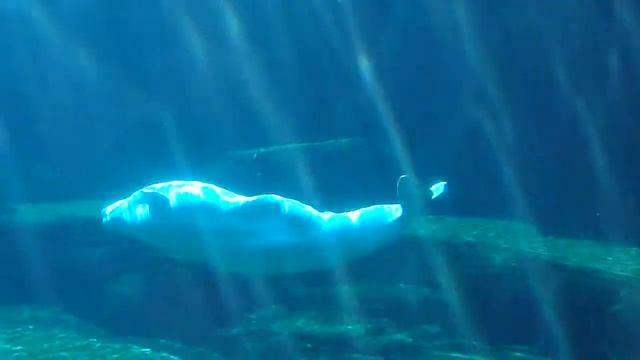 Vancouver Aquarium - Beluga Swimming - July 11th 2012 смотреть онлайн
