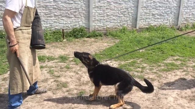 Eyesha Aus Sursko-Litovsk 8 Months 30-1. 5. 2016 смотреть онлайн