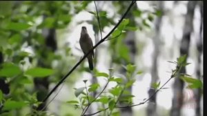 Над полем боя снова тишина... К 80-ти летию Великой Победы!