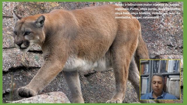 Você sabia? Suçuarana / Puma #suçuarana #puma #onçaparda #mountainlion #felinos #felines #animais смотреть онлайн