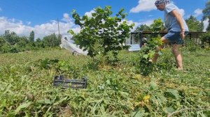 Обрезка фундука. Формирование куста для высокого урожая.  Крупные плоды фундука.