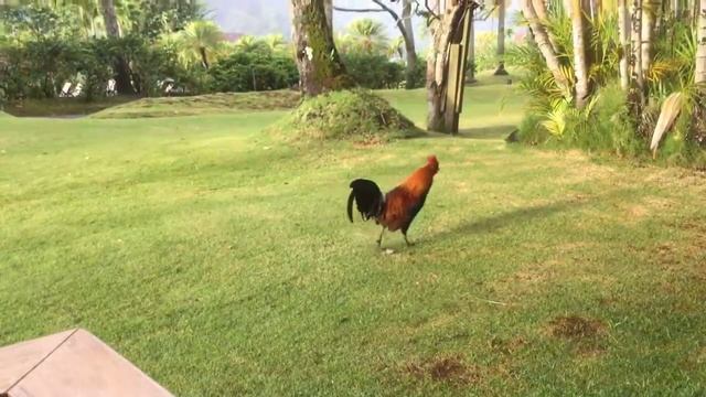 Les fameux coqs de Kauai смотреть онлайн