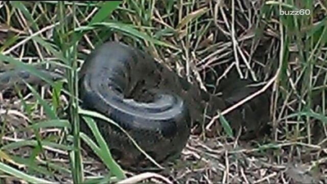9-foot green anaconda captured and killed in Florida смотреть онлайн