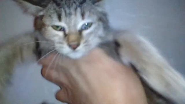 Котенок Тигра. Дикий зверюга. смотреть онлайн