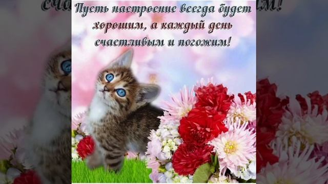 У Юрия Куклачёва день рождения! ПОЗДРАВЛЯЕМ! смотреть онлайн