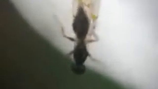 cotesia смотреть онлайн