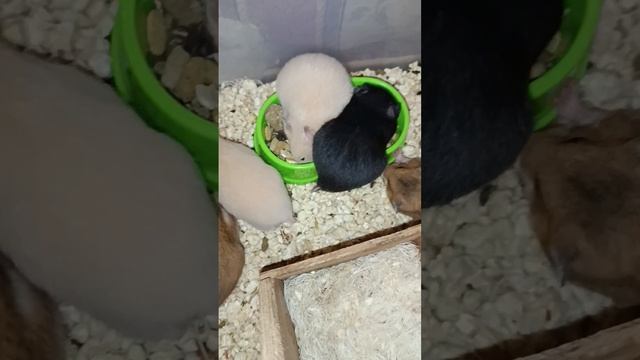 Дынята кушают корм смотреть онлайн