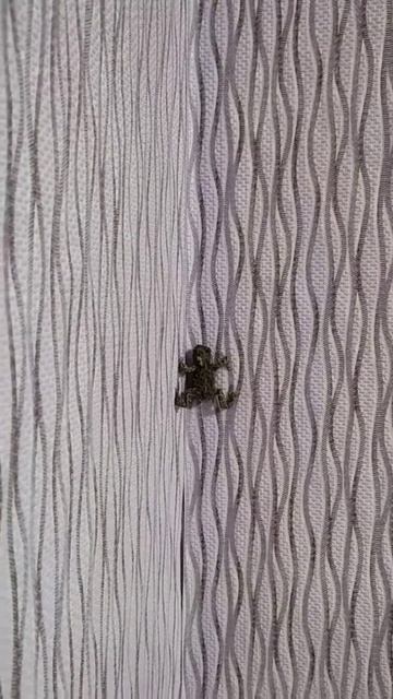 и лягушки умеют по стене ходить. 😁😁😁 смотреть онлайн