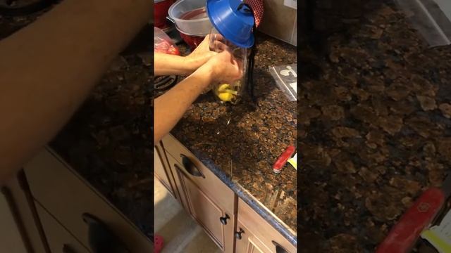 How to collect Drosophila with bait #2 смотреть онлайн