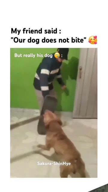 "Our dog does not bite" 🥰 #dog #doglover #skills #funny #viralvideo #youtube #trend смотреть онлайн