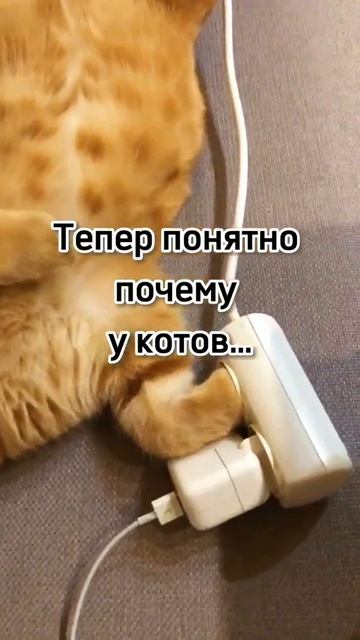 Кот на подзарядке #shorts #приколы смотреть онлайн