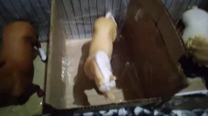 Schleich (шляйх) обзор на конюшню (2020)