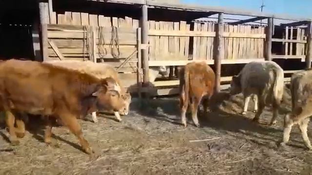 15 декабря 2020 г. смотреть онлайн