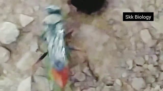 Amazing video of wasp Laying eggs ar a Grasshopper/Wildlife Horror смотреть онлайн