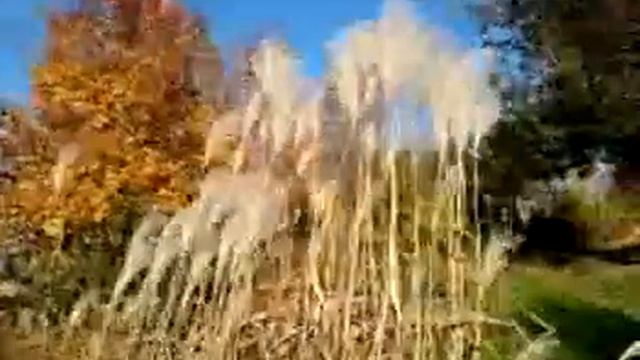 Miskantus смотреть онлайн