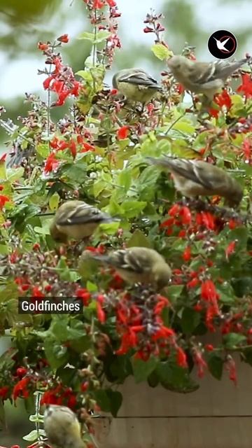 Best hummingbird plants. #hummingbird #birdingbyear #gardening смотреть онлайн
