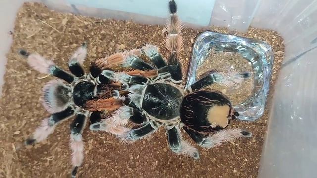 Brachypelma Klaasi Breeding смотреть онлайн
