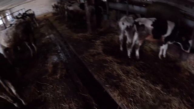 Семья переехала в деревню и начала выращивать Быков. Жизнь в деревне смотреть онлайн