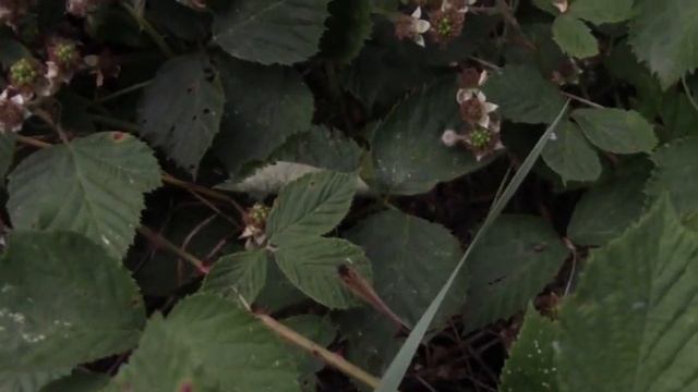 Kleines Wiesenvögelchen (Schmetterling) смотреть онлайн