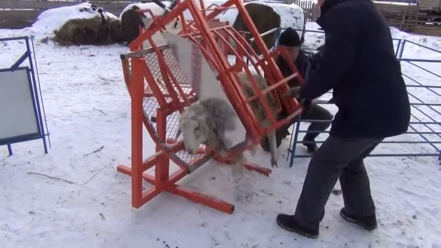 Станок Гулливер Оборудование для овец и коз смотреть онлайн