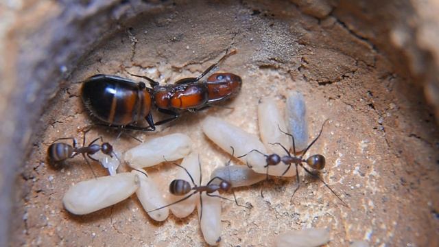 #Camponotus nicobarensis (W) 21/10/2022 смотреть онлайн