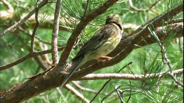 Удивительное кино