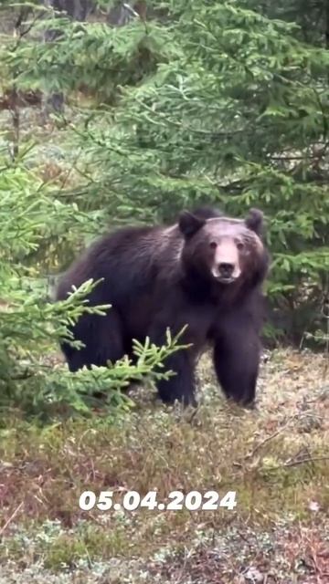 На трассе М6 #минск - #гродно замечен медведь🐻. #беларусь #belarus смотреть онлайн