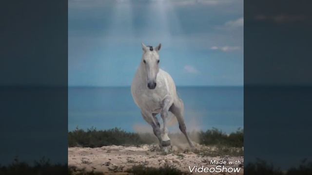 Лошади фото смотреть онлайн