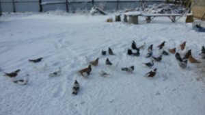 19.12.15 Голуби Самары,с. Красноармейское. В гостях у Николая Кудинова. Его тел. 89277657013