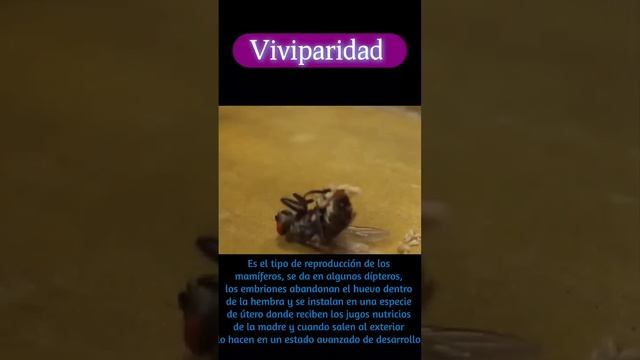 Tipos de reproducción de los insectos 🪰🦋🕷️🐜🐜🦟 смотреть онлайн