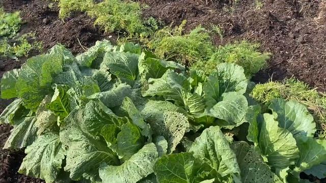 Урожай свеклы смотреть онлайн