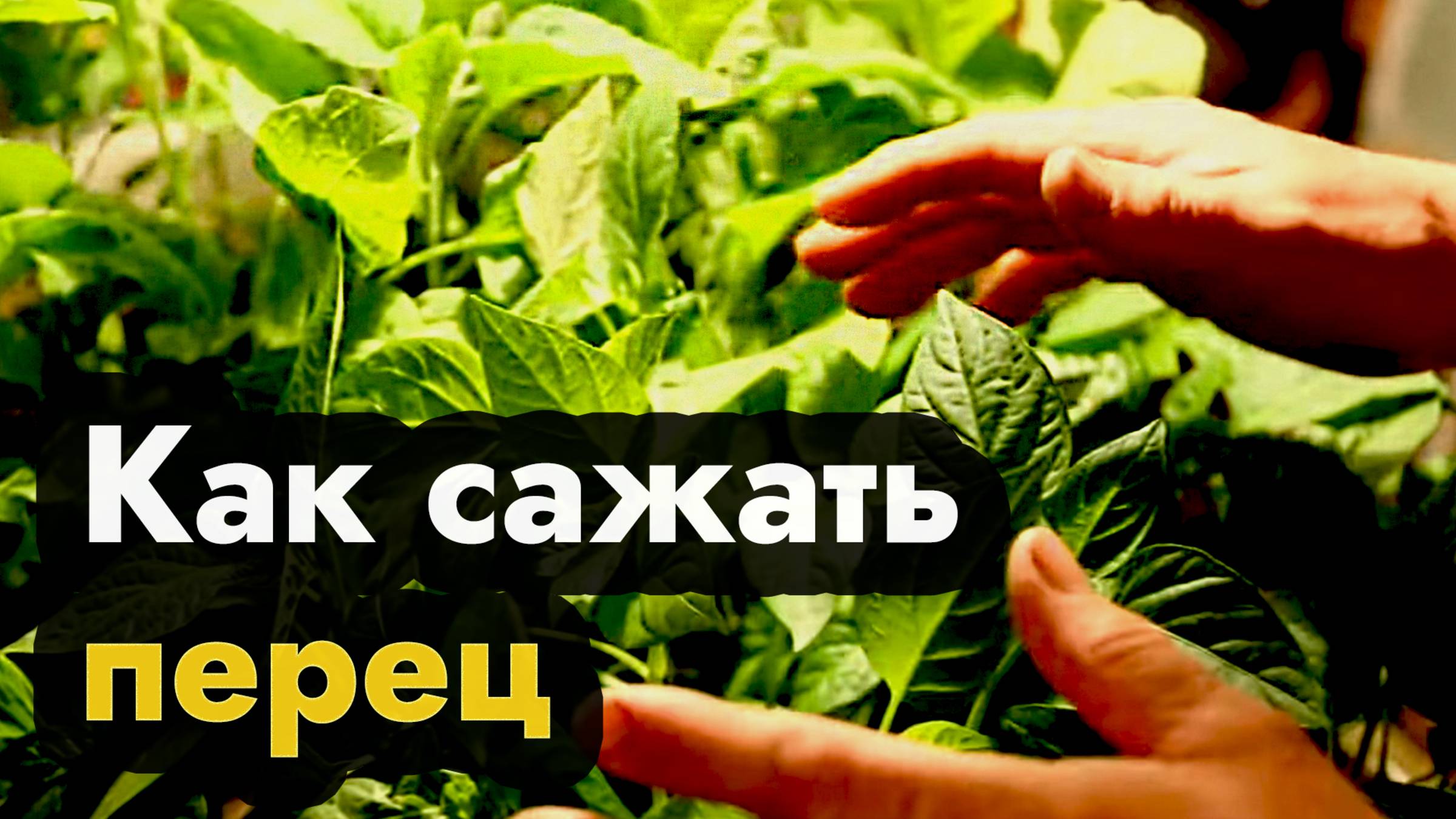 Как сажать перец на рассаду в Сибири, Урале и Дальнем Востоке - сажаем перец рассадой смотреть онлайн