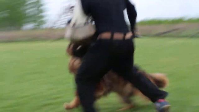 Джелари Хил Жако смотреть онлайн