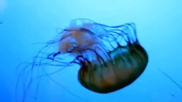 Pacific Sea Nettle, Part 2, "Bawsey" - November 10, 2012 смотреть онлайн