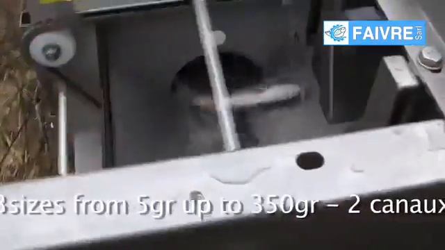 Работа сортировщика рыбы HELIOS 25 FAIVRE RU 2 смотреть онлайн