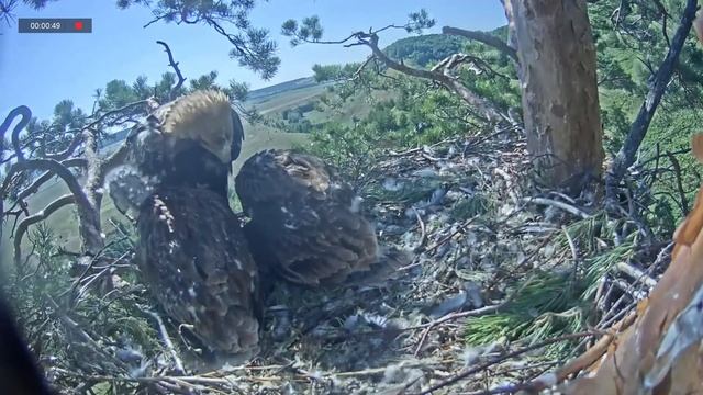 08.07.2021 14:40 Чуть не вытолкнули маму из гнезда))) смотреть онлайн