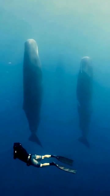 etaceans apart from dolphins and porpoises. Dolphins and porpoises may be considered whales 1 198 смотреть онлайн