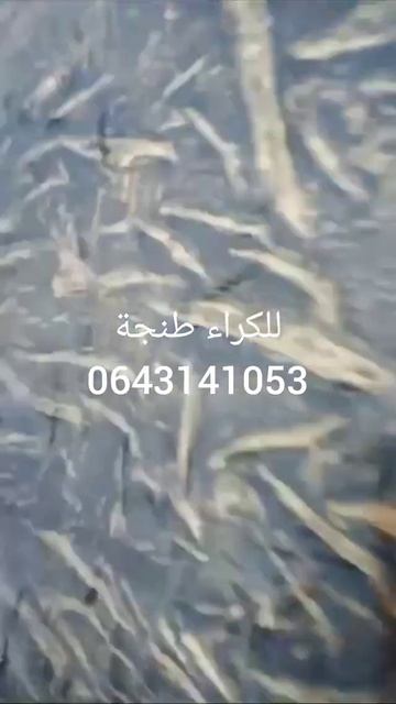 للكراء طنجة смотреть онлайн