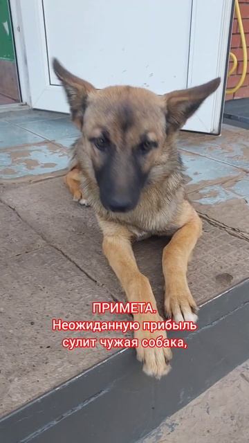 Бездомные животные рядом со мной. смотреть онлайн