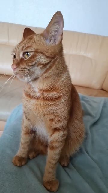 ❤️Кот Артём❤️ Разговорилась😄 смотреть онлайн