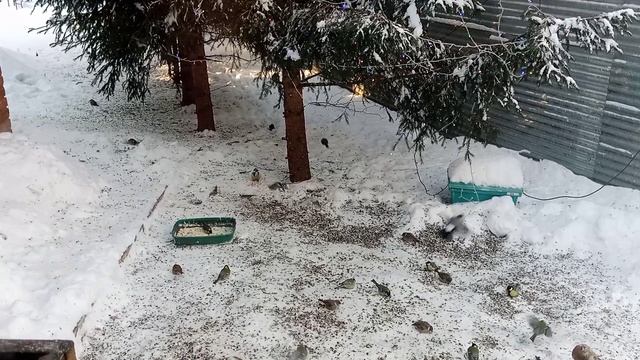 даже свиристели посетили нас. смотреть онлайн