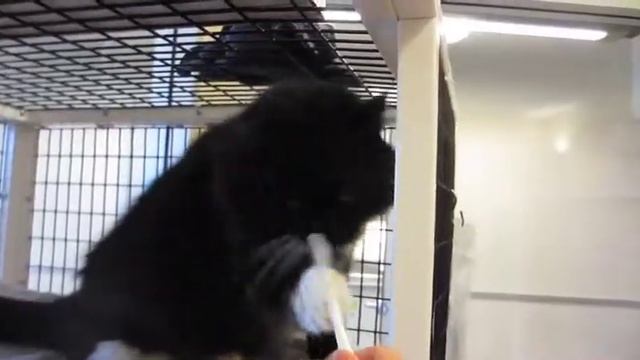 Video of adoptable pet named Tara смотреть онлайн