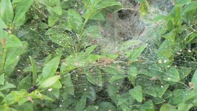 Pokoutník nálevkovitý (Agelena labyrinthica) #1 смотреть онлайн