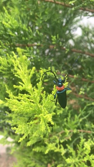 Nature in Turkey musk beetle/Природа в Турции глазами детей смотреть онлайн