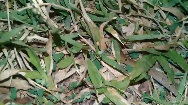 Oligodon Sublineatus - Dumeril's kukri snake - Pulli Dath Ketiya (පුල්ලි දත්-කැටියා). смотреть онлайн