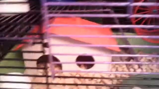 У меня появился хомяк.... смотреть онлайн